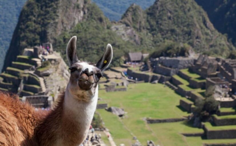 llamas-en-cusco-el-icono-vivo-de-los-andes-en-peru