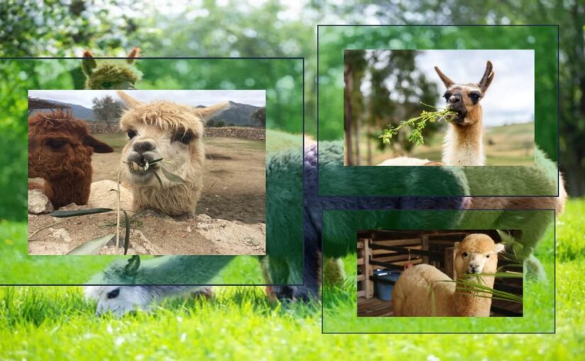que-comen-las-alpacas-y-llamas-en-cusco-2025-conoce-su-dieta-andina