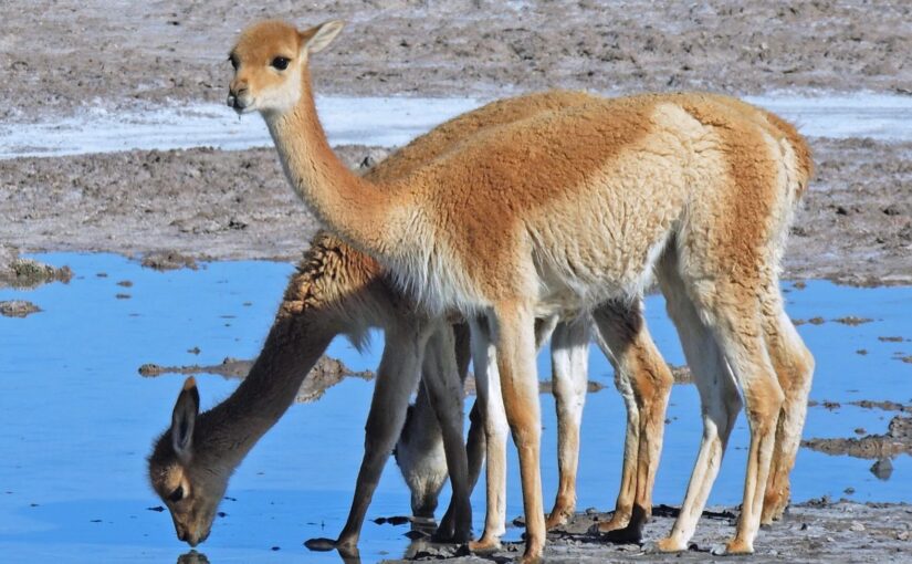 🦙 Vicuñas en Cusco 2025: Elegancia andina y patrimonio natural del Perú