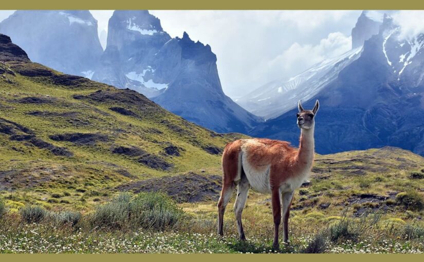 guanacos-en-cusco-2025-tesoros-silvestres-de-los-andes-peruanos