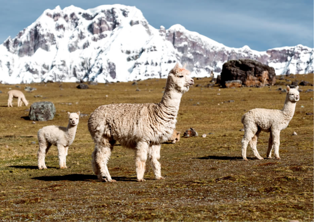 3-lugares-imperdibles-en-cusco