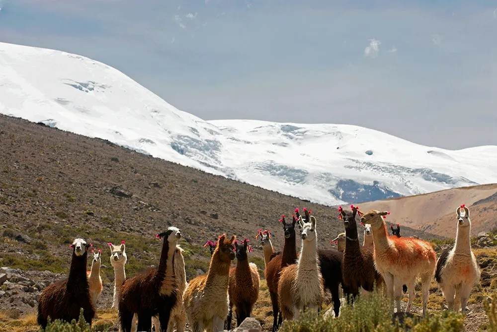 fauna-alto-andina
