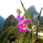 flora-fauna-centro-historica-Machupicchu