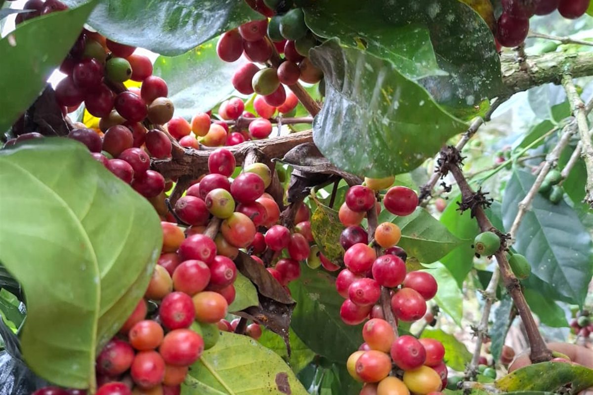 Fotografia real de frutos de café arábica em uma planta cultivada no Peru
