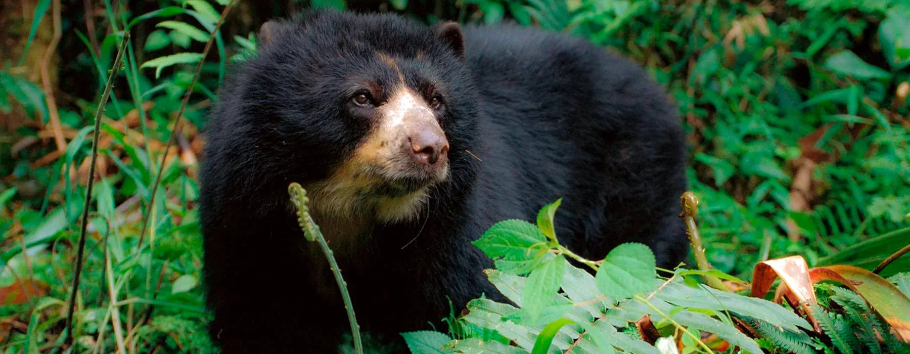 Mejores Tours para Ver el Oso de Anteojos en Perú: Comparativa de Experiencias 2026