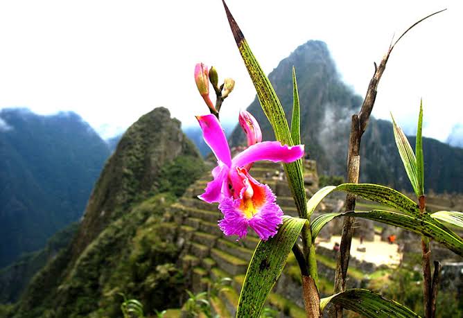 A flora e a fauna do Santuário Histórico de Machu Picchu