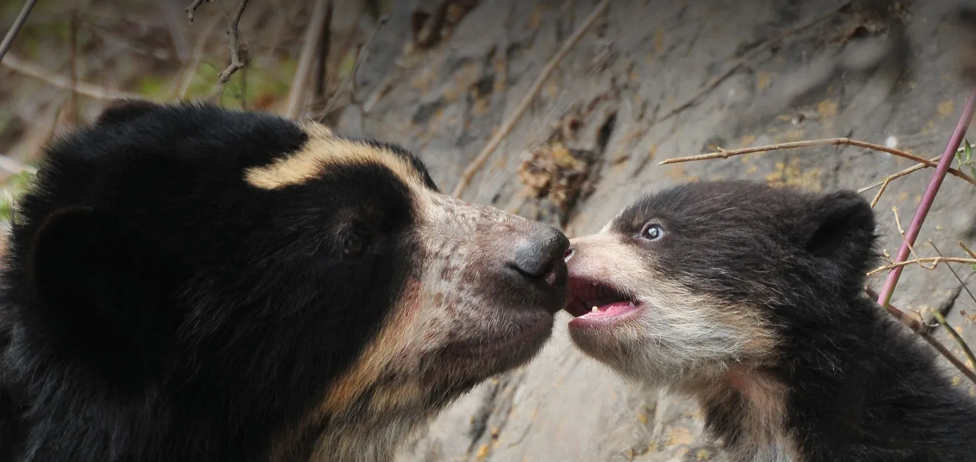 Oso de Anteojos: El Tesoro Oculto de los Andes que Pocos Viajeros Conocen