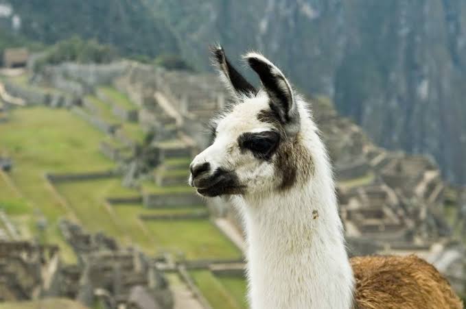 Llama en Machu Picchu con la ciudadela inca al fondo