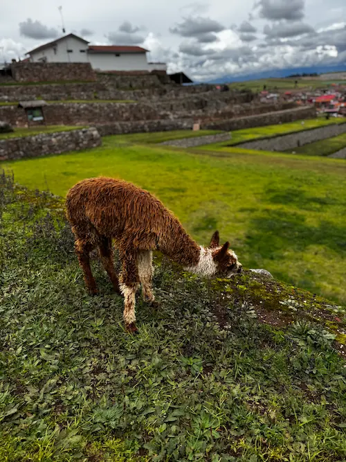 Alpaca en el Valle Sagrado de los Incas
