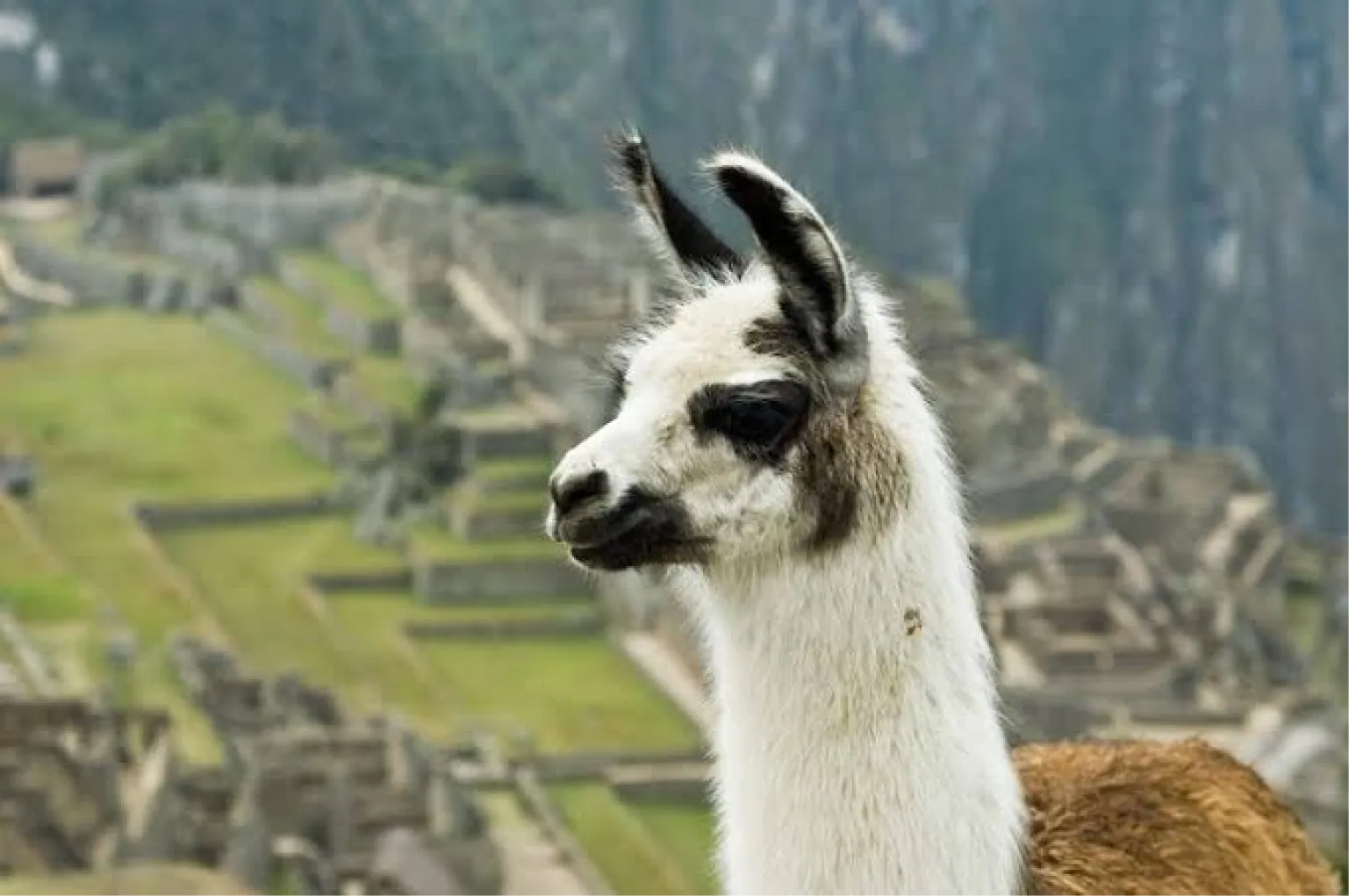 Tour Machu Picchu en Tren Panorámico Vistadome Observatory